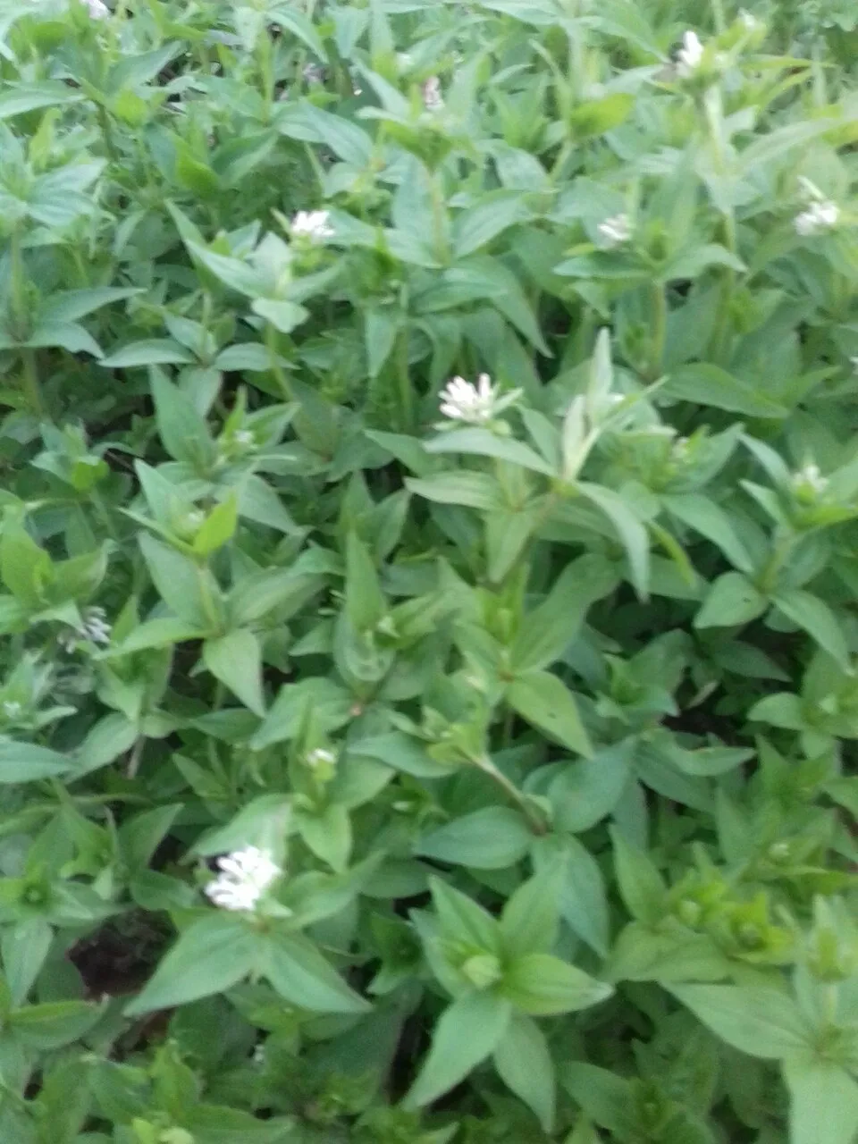 Olasz müge / Asperula taurina