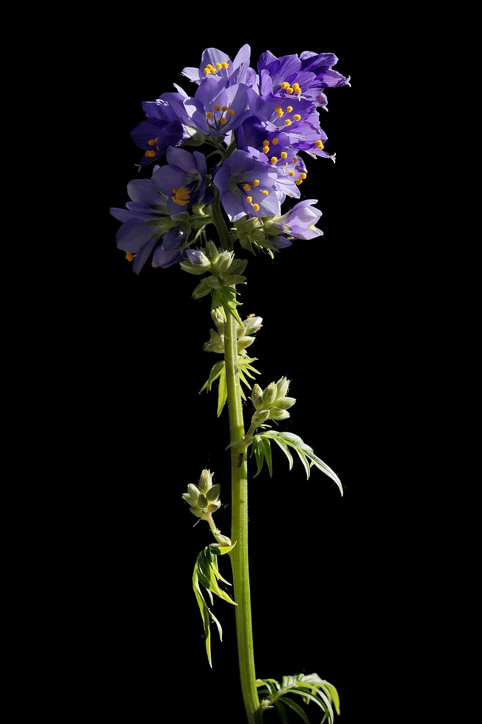Kék csatavirág / Polemonium caeruleum 'Lambrook Mauve'