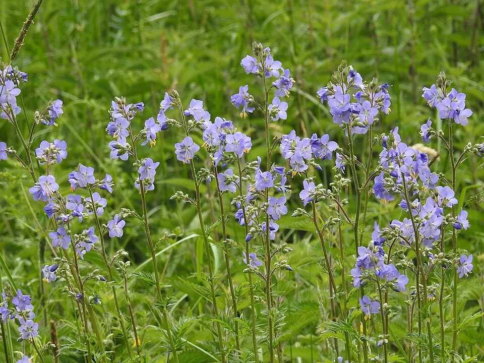 Kék csatavirág / Polemonium caeruleum 'Lambrook Mauve'