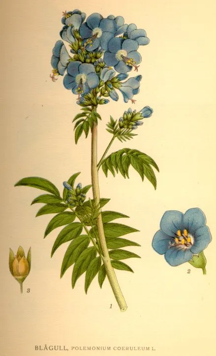 Kék csatavirág / Polemonium caeruleum 'Lambrook Mauve'