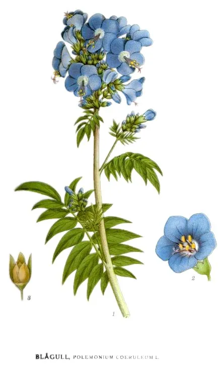 Kék csatavirág / Polemonium caeruleum 'Lambrook Mauve'