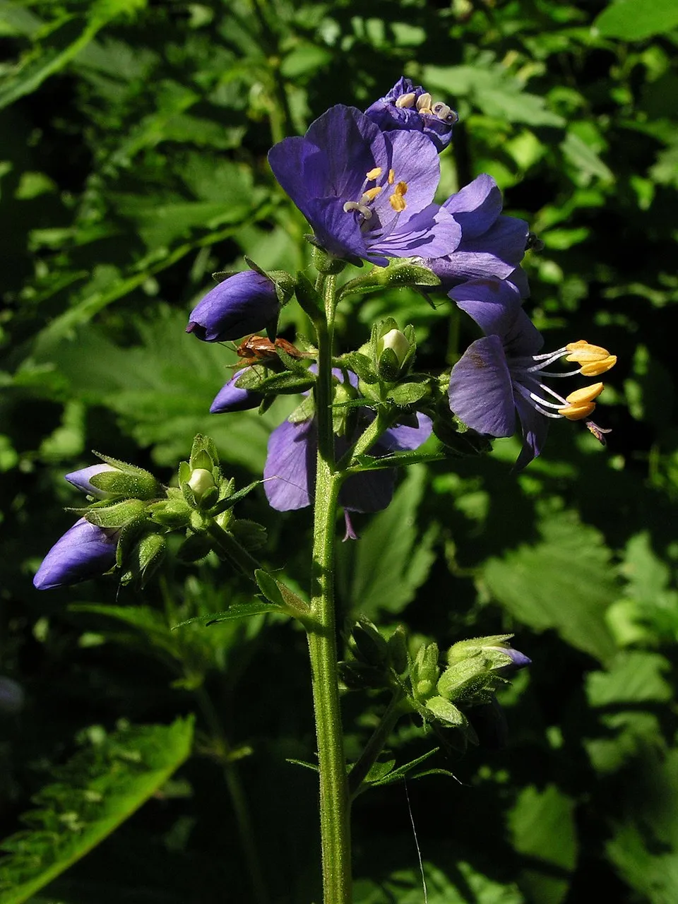 Kék csatavirág / Polemonium caeruleum 'Lambrook Mauve'