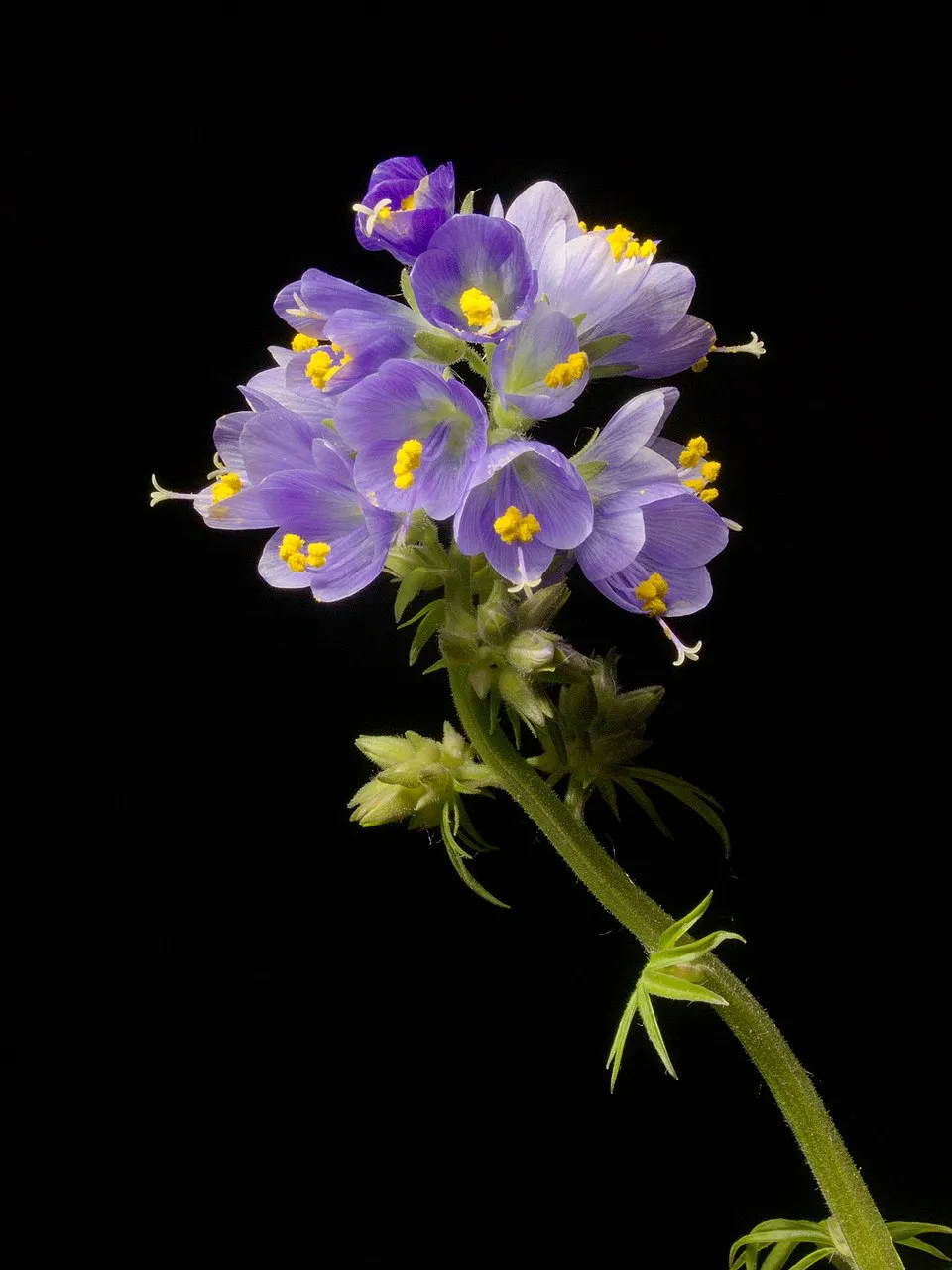 Kék csatavirág / Polemonium caeruleum 'Lambrook Mauve'