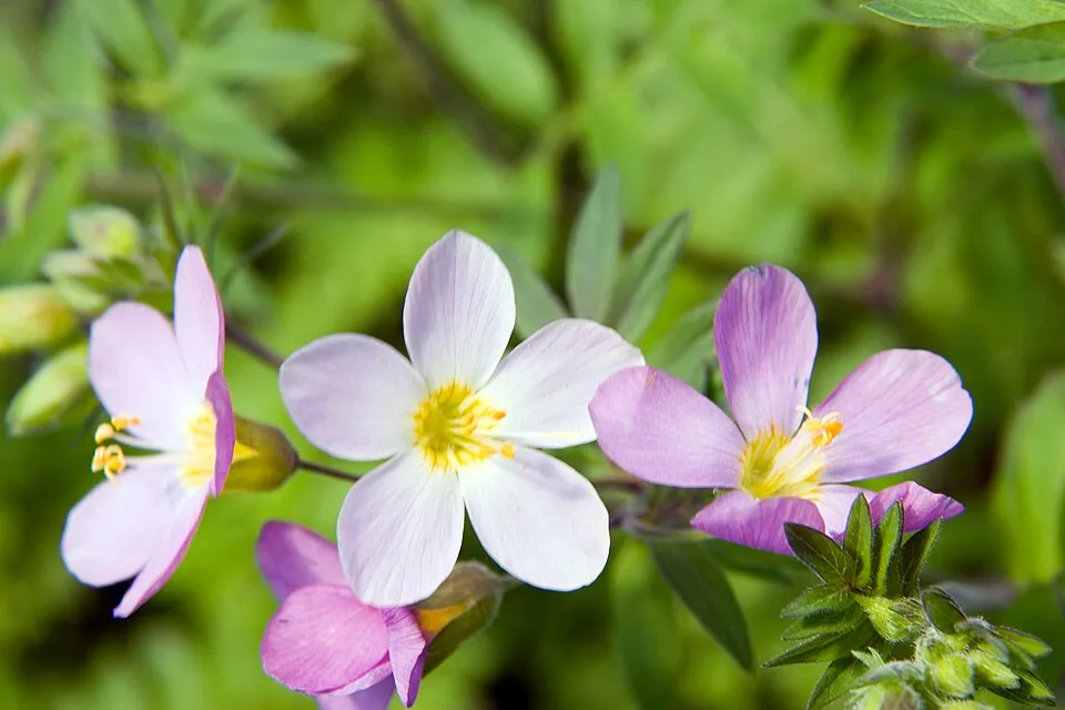 Kék csatavirág / Polemonium caeruleum 'Lambrook Mauve'