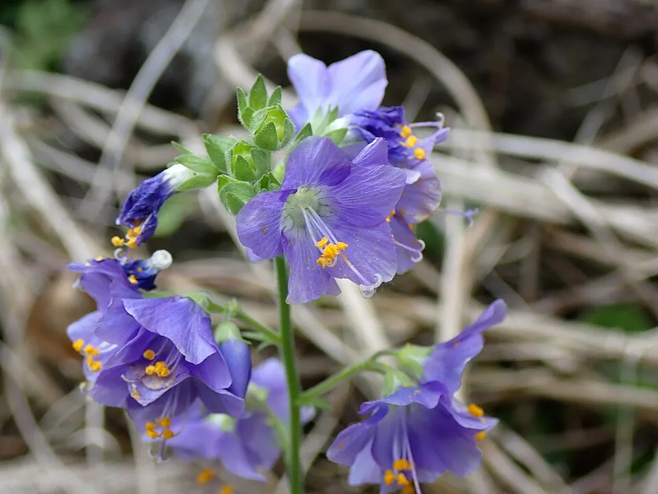 Csatavirág / Polemonium yezoense 'Purple Rain'