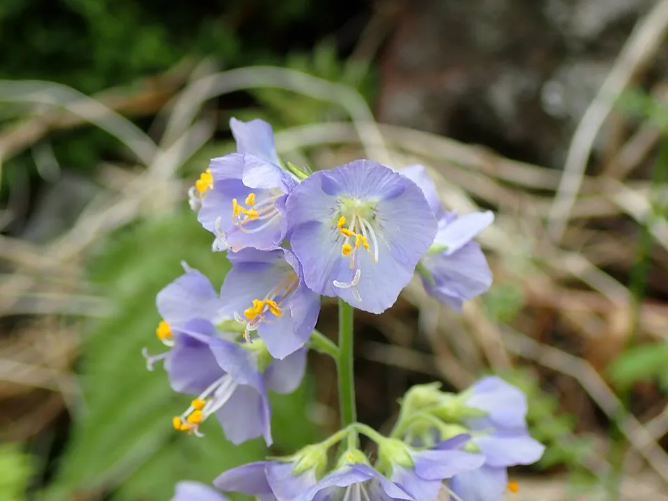 Csatavirág / Polemonium yezoense 'Purple Rain'