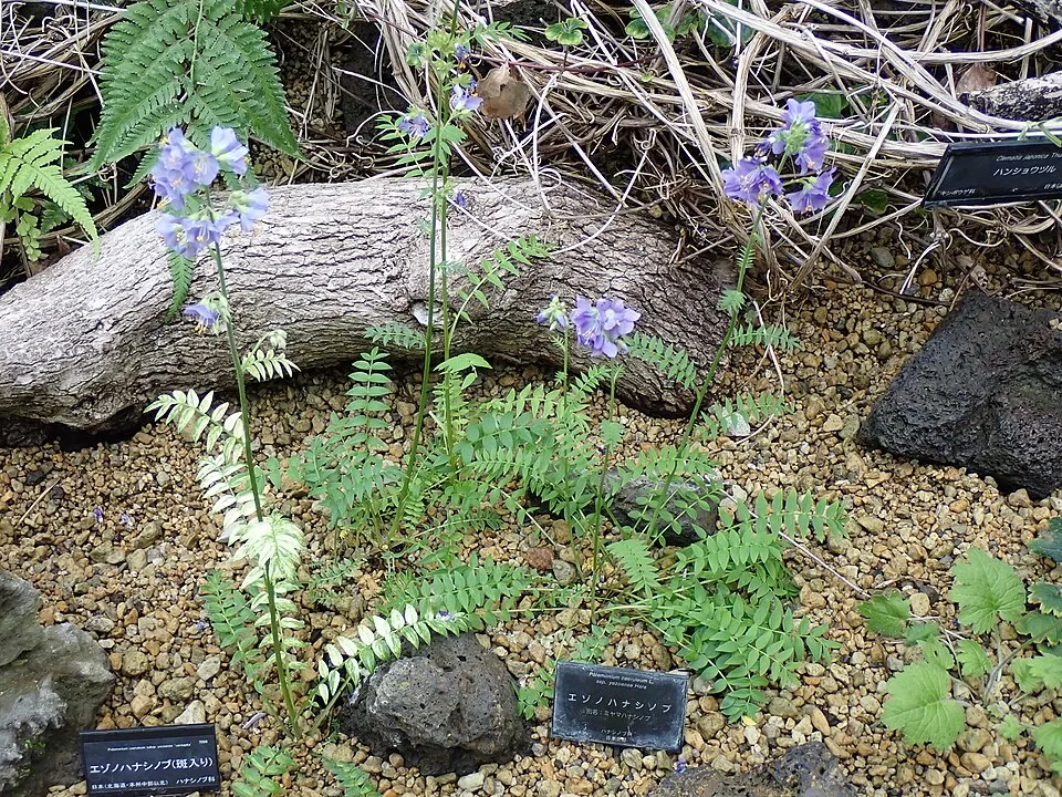 Csatavirág / Polemonium yezoense 'Kaleidoscope'