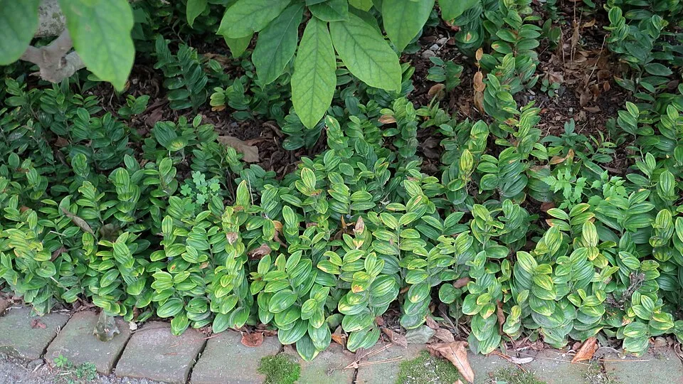 Törpe salamonpecsét / Polygonatum humile