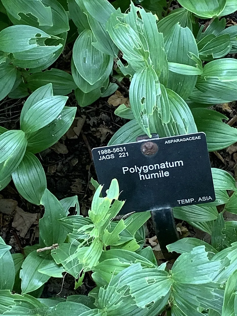 Törpe salamonpecsét / Polygonatum humile