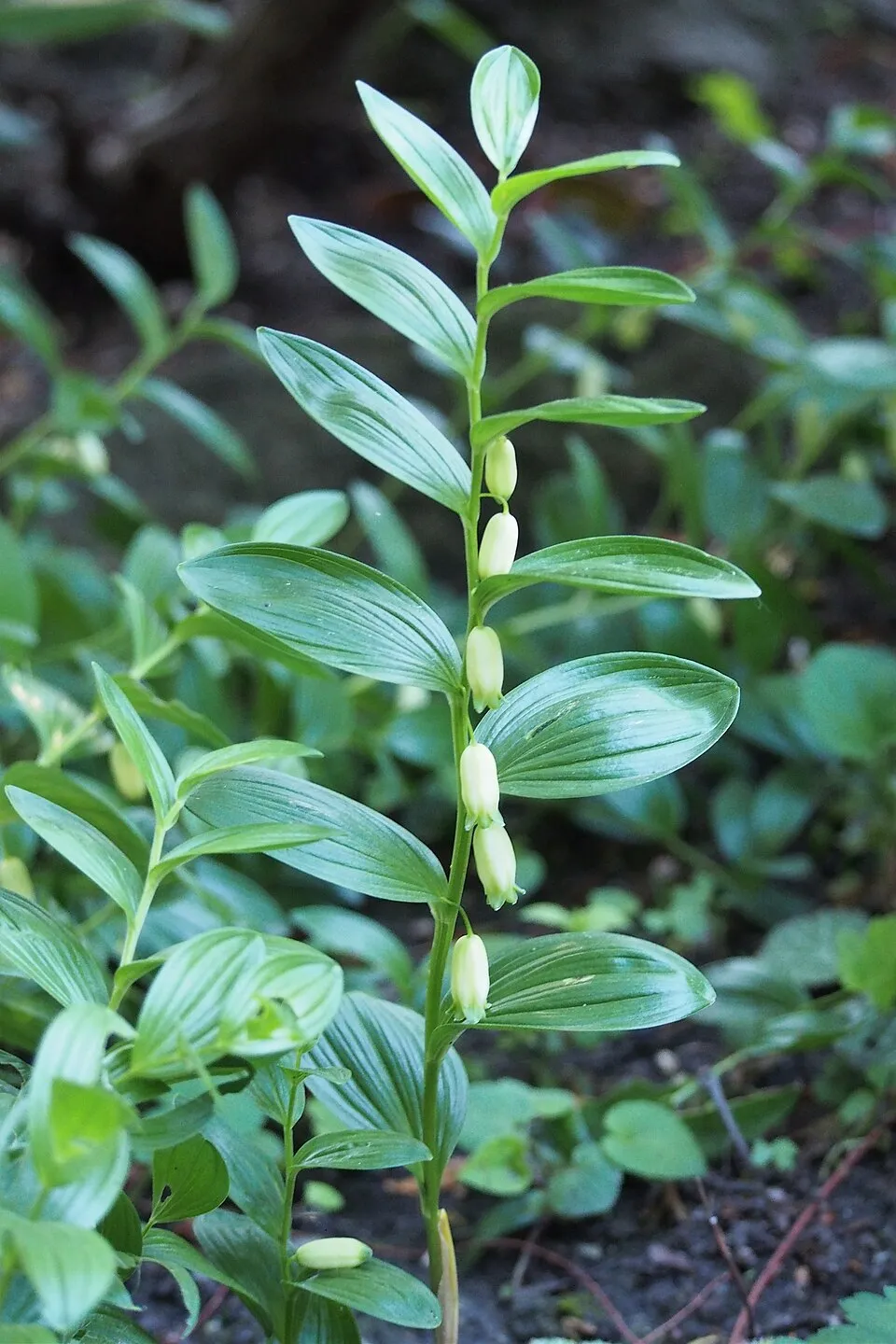 Törpe salamonpecsét / Polygonatum humile