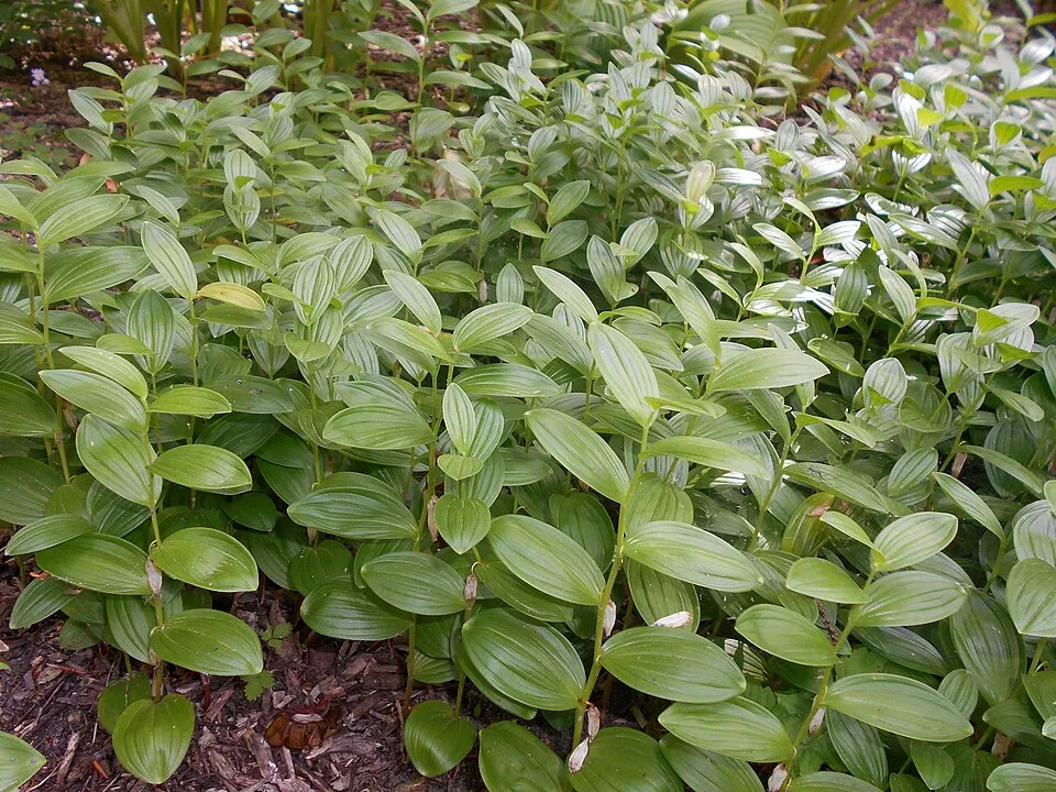 Törpe salamonpecsét / Polygonatum humile