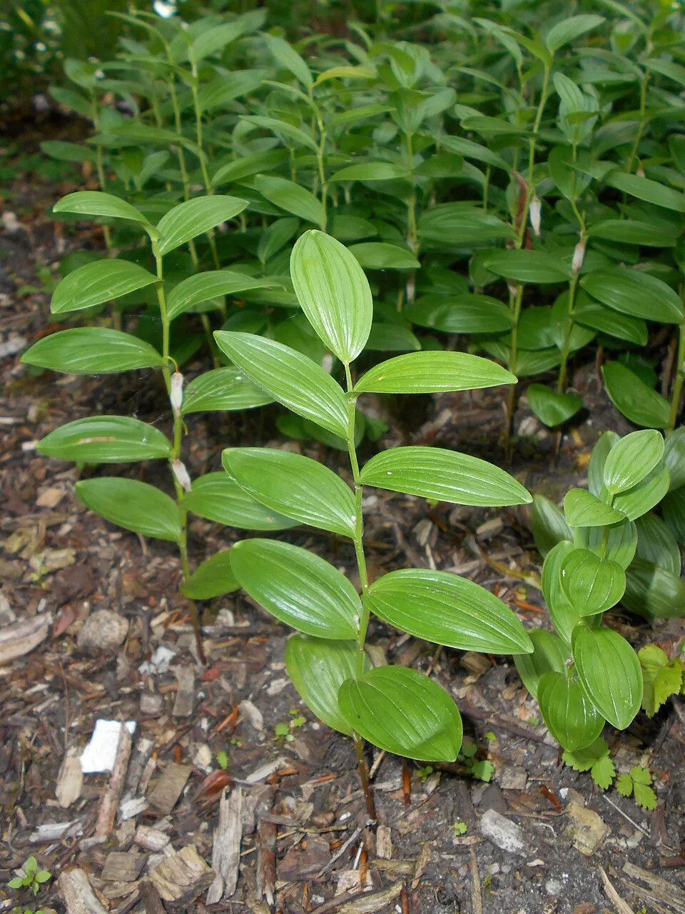 Törpe salamonpecsét / Polygonatum humile