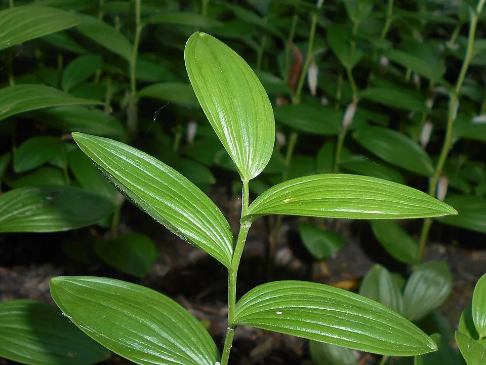 Törpe salamonpecsét / Polygonatum humile