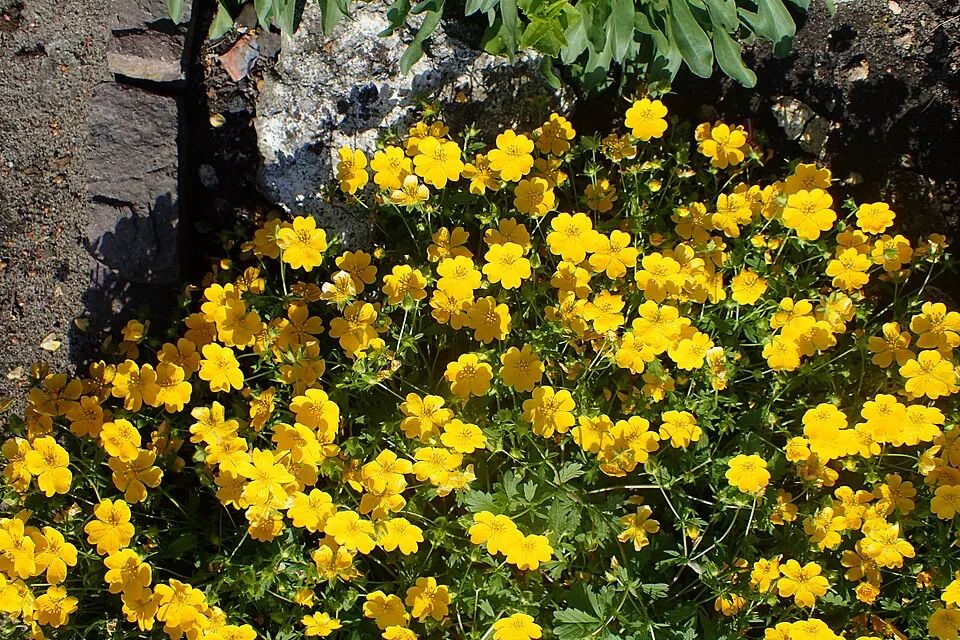 Havasi pimpó / Potentilla crantzii 'Goldrausch'