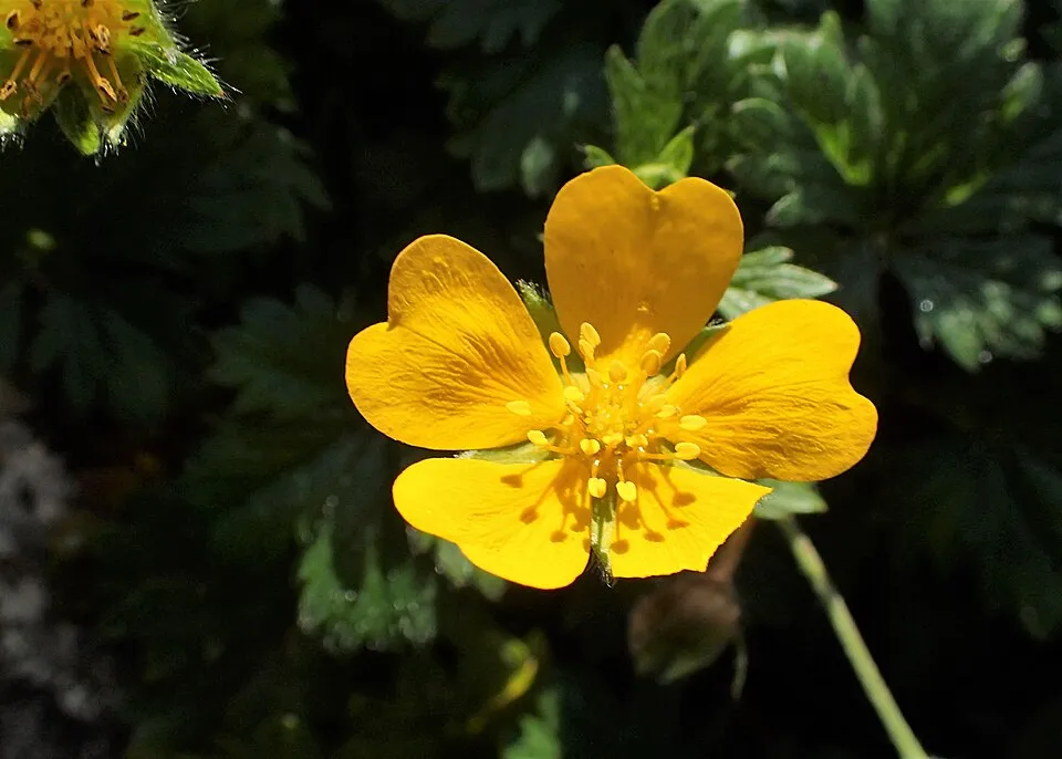 Havasi pimpó / Potentilla crantzii 'Goldrausch'