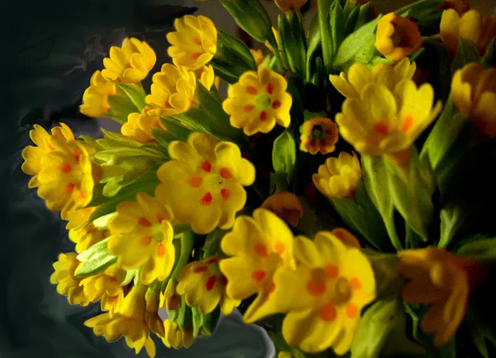 Kankalin / Primula PRETTY POLLY 'Jersey Cream'