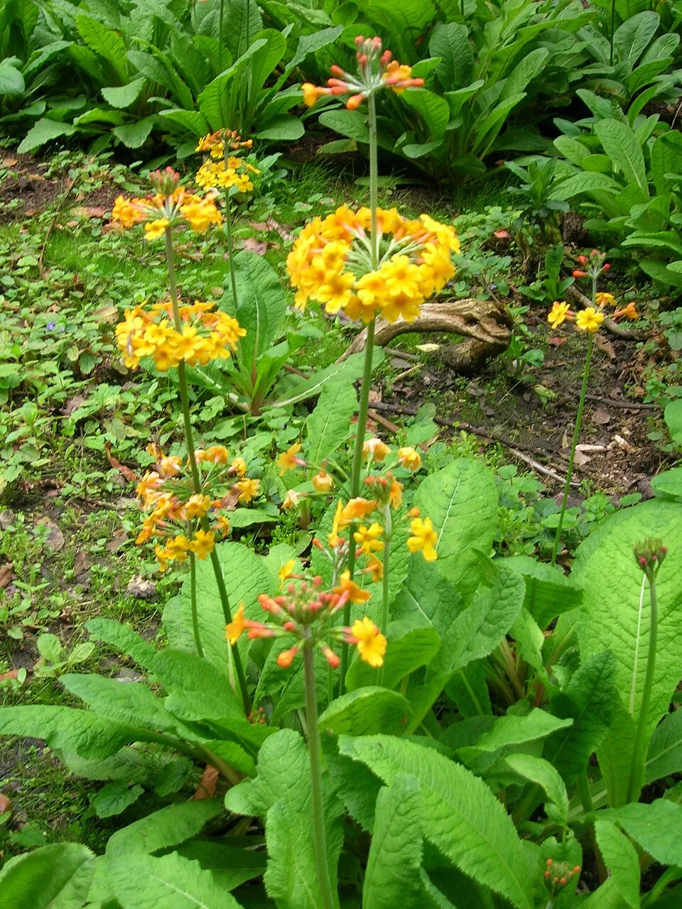 Kankalin / Primula bullesiana