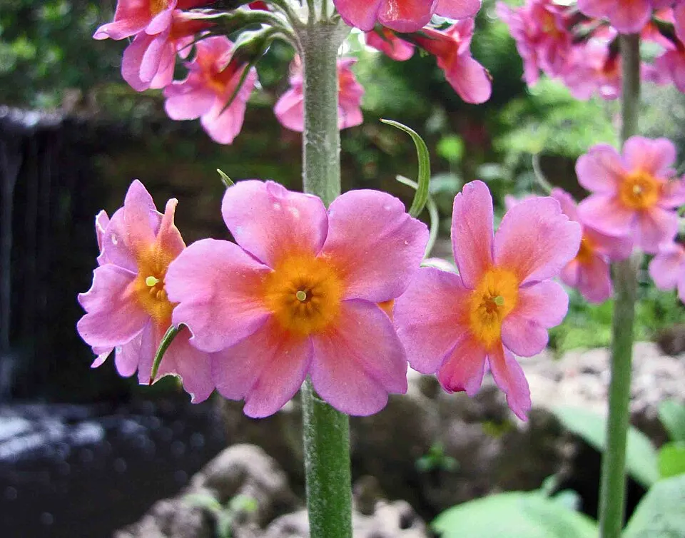 Kankalin / Primula bullesiana