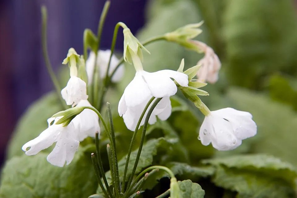 Fejecskés kankalin / Primula capitata subsp. capitata (syn. mooreana)