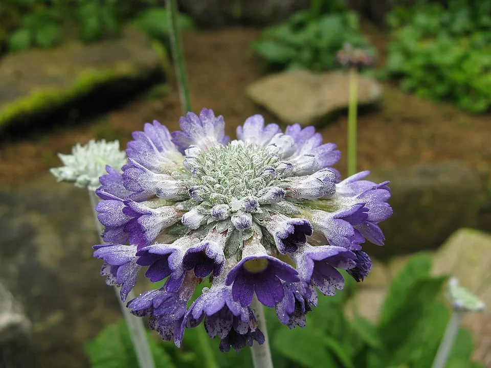 Fejecskés kankalin / Primula capitata subsp. capitata (syn. mooreana)