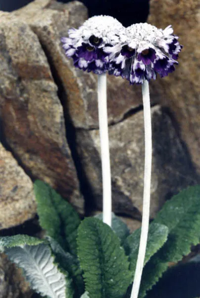 Fejecskés kankalin / Primula capitata subsp. capitata (syn. mooreana)