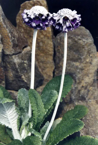 Fejecskés kankalin / Primula capitata subsp. capitata (syn. mooreana)