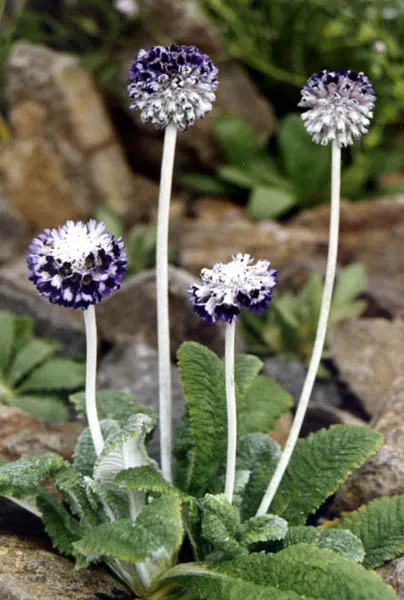 Fejecskés kankalin / Primula capitata subsp. capitata (syn. mooreana)