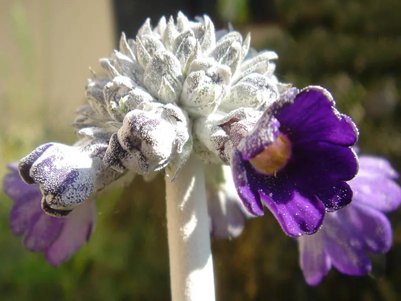 Fejecskés kankalin / Primula capitata subsp. capitata (syn. mooreana)