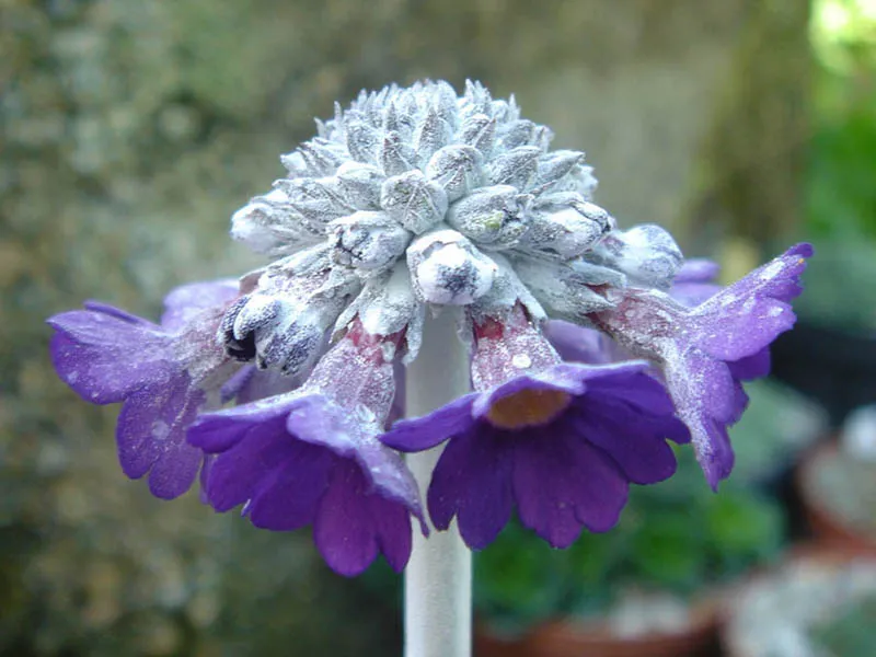 Fejecskés kankalin / Primula capitata subsp. capitata (syn. mooreana)