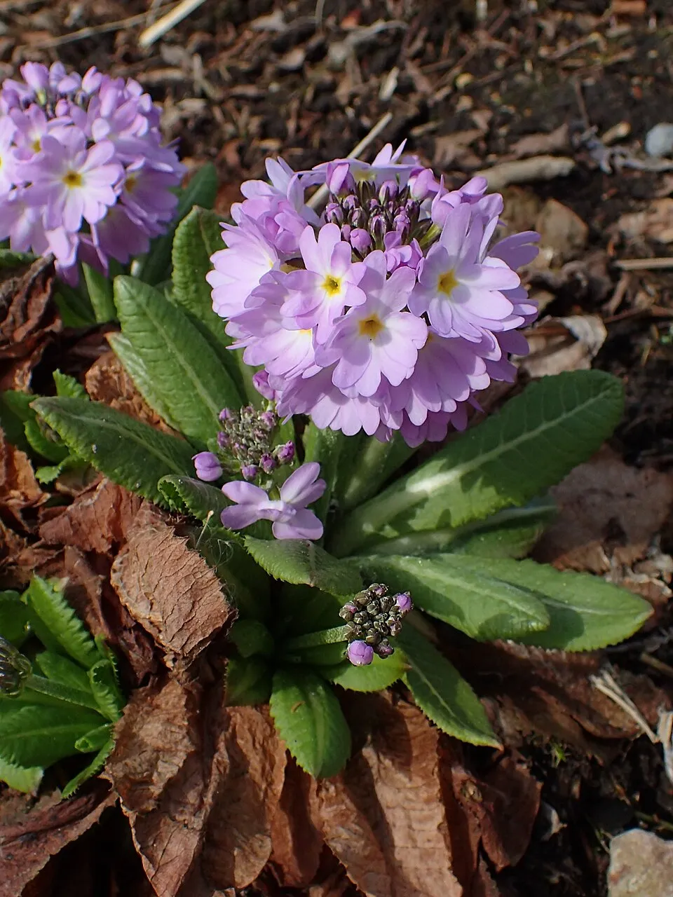 Gömbös kankalin / Primula denticulata 'Prom Lilac'