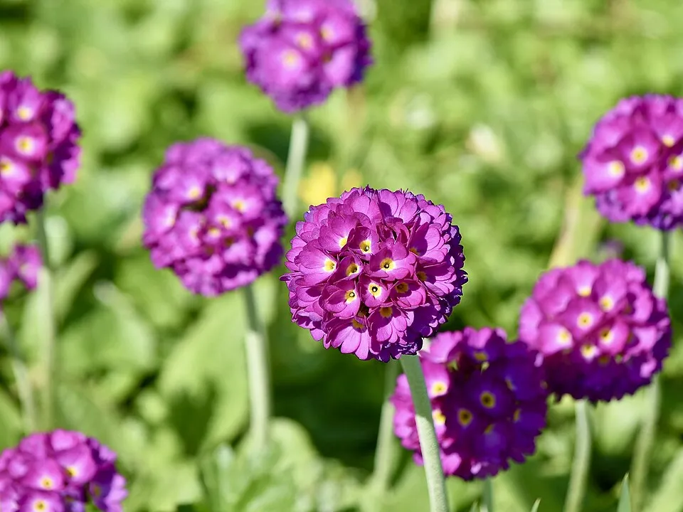 Gömbös kankalin / Primula denticulata 'Prom Lilac'