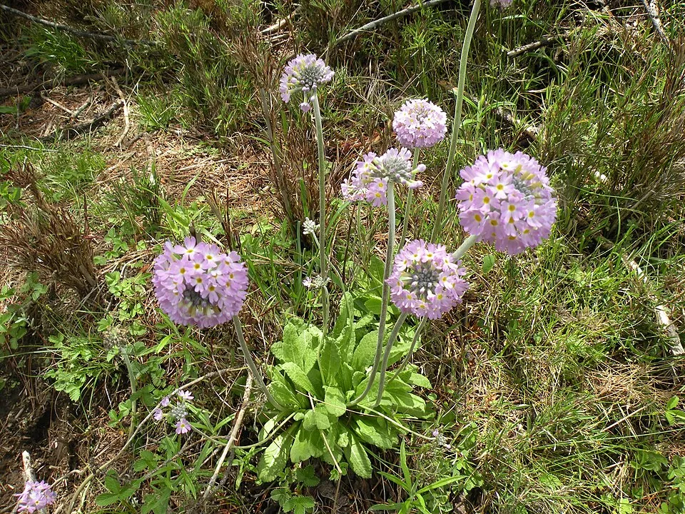 Gömbös kankalin / Primula denticulata 'Prom Lilac'