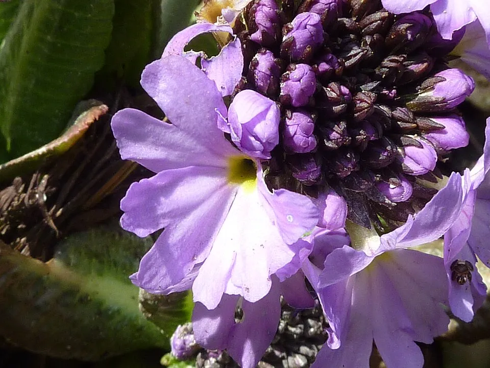 Gömbös kankalin / Primula denticulata 'Prom Lilac'