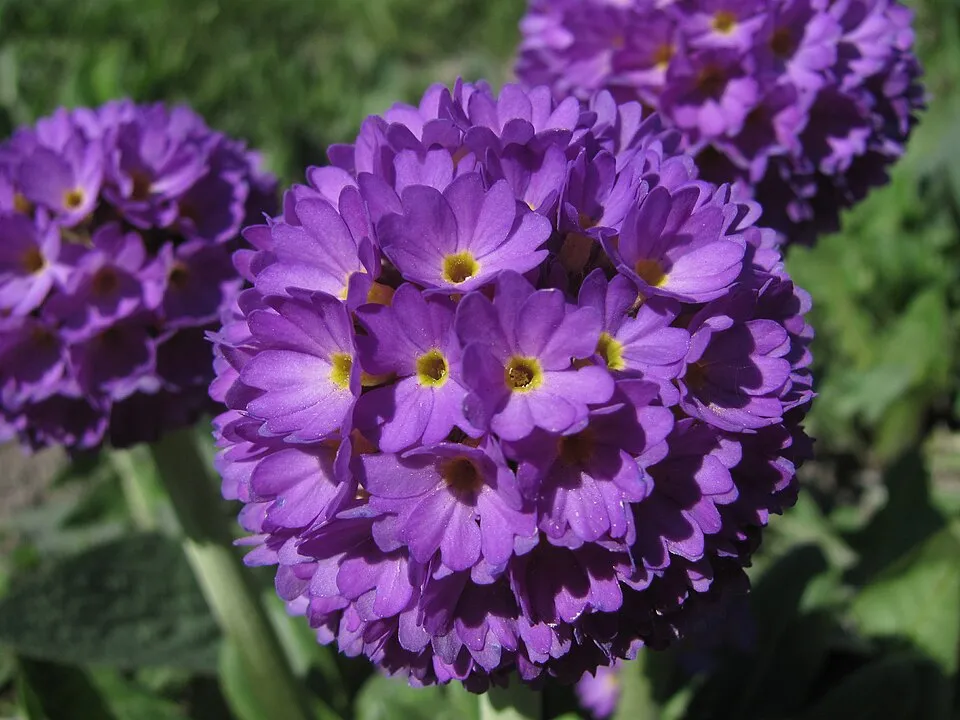Gömbös kankalin / Primula denticulata 'Prom Lilac'