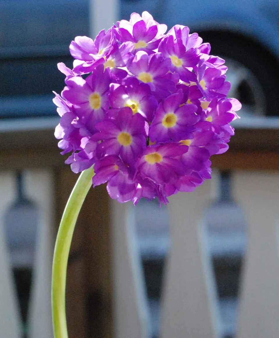 Gömbös kankalin / Primula denticulata 'Prom Lilac'