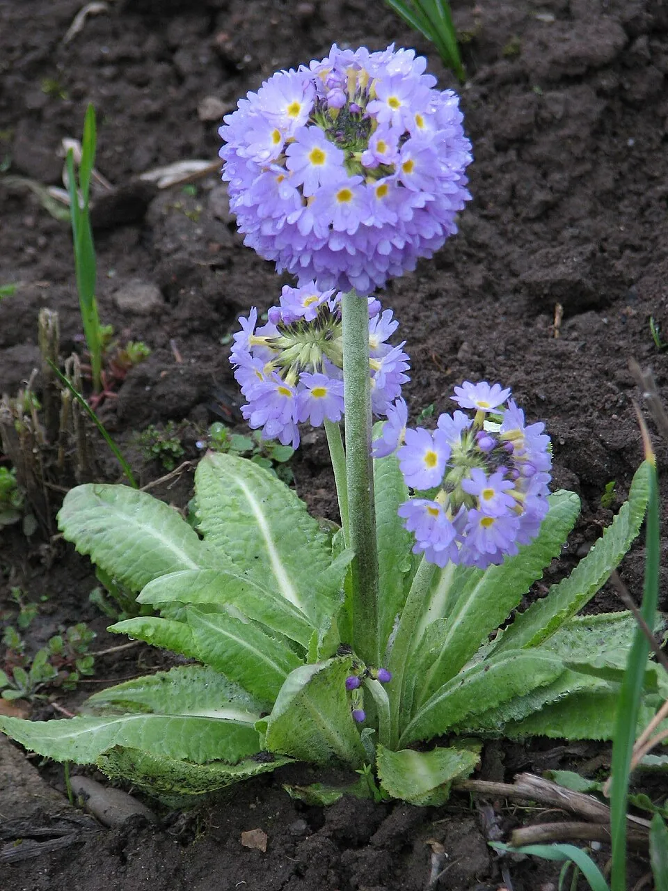 Gömbös kankalin / Primula denticulata 'Prom Lilac'