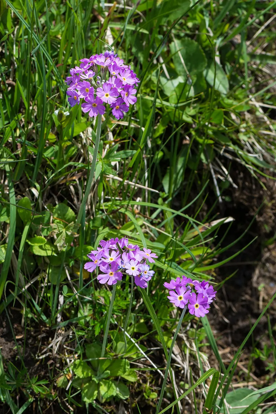 Gömbös kankalin / Primula denticulata 'Prom Lilac'