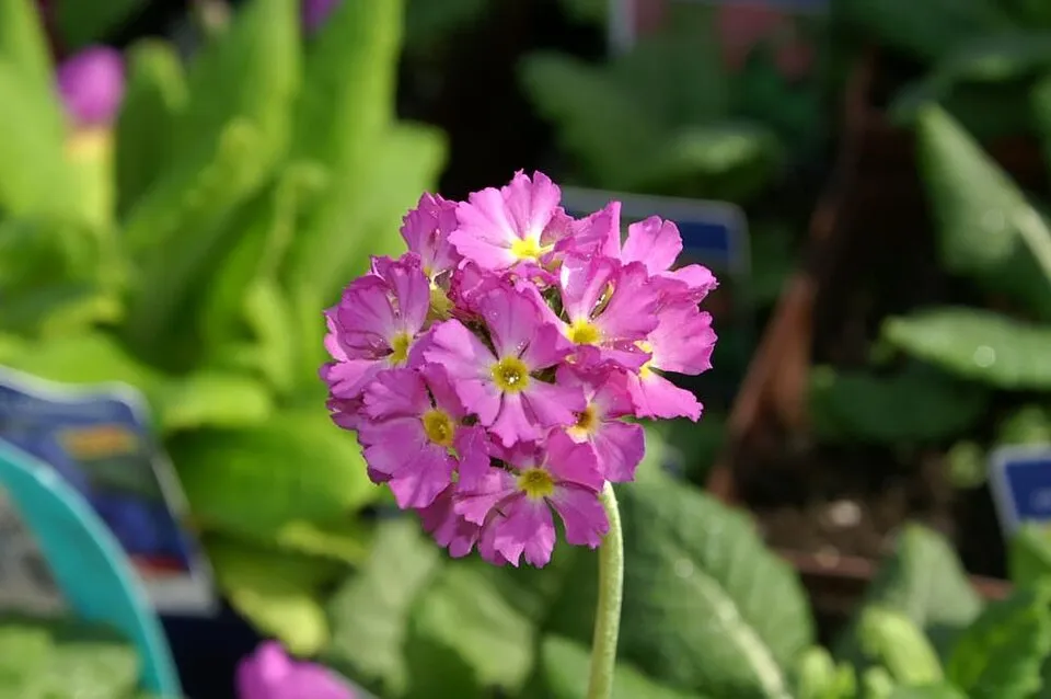 Gömbös kankalin / Primula denticulata 'Prom Lilac'