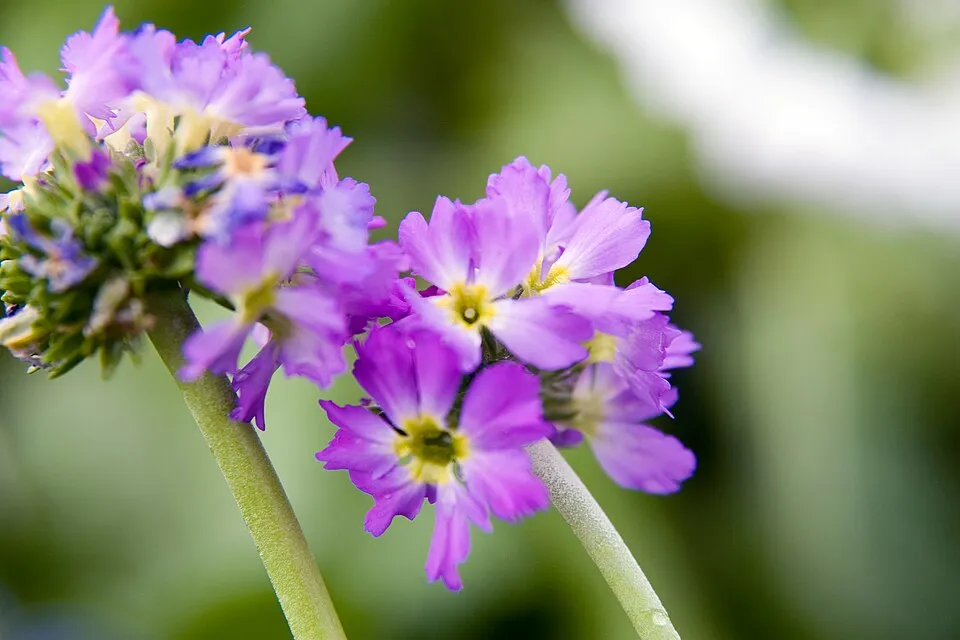 Gömbös kankalin / Primula denticulata 'Prom Lilac'