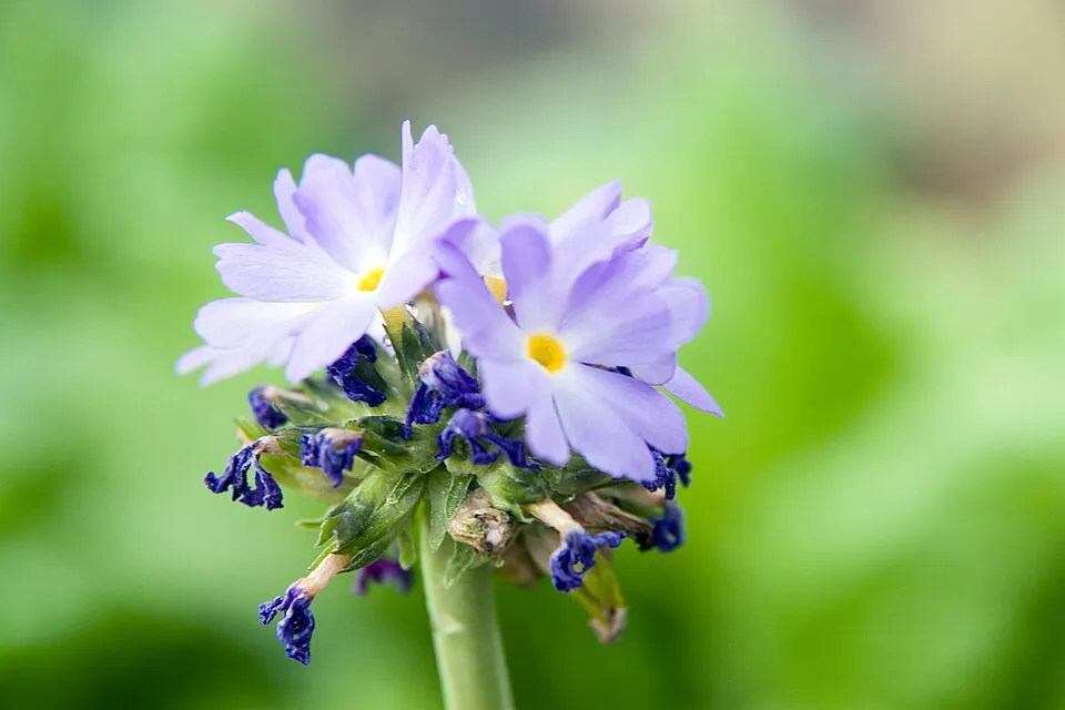 Gömbös kankalin / Primula denticulata 'Prom Lilac'