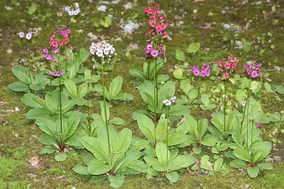 Japán kankalin / Primula japonica 'Appleblossom'