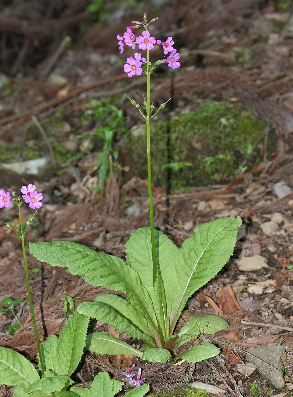 Japán kankalin / Primula japonica 'Appleblossom'