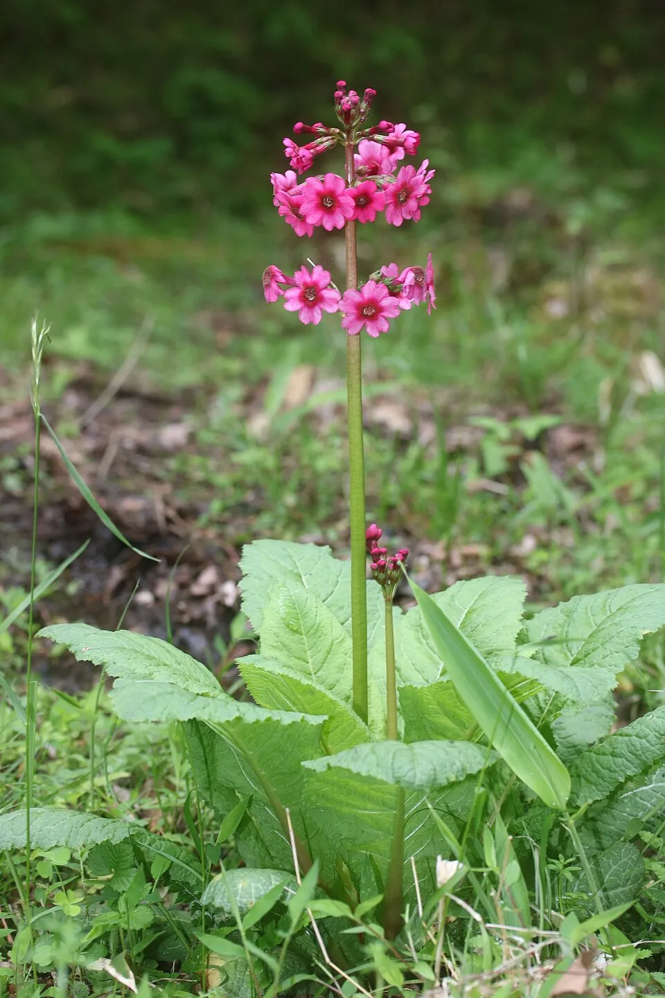 Japán kankalin / Primula japonica 'Appleblossom'