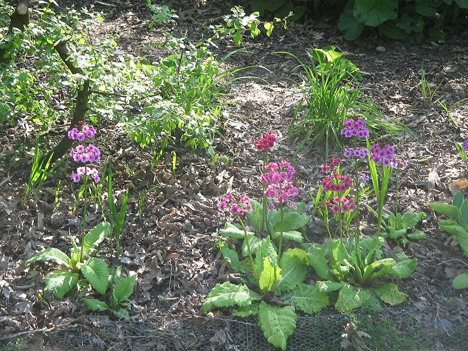 Japán kankalin / Primula japonica 'Appleblossom'