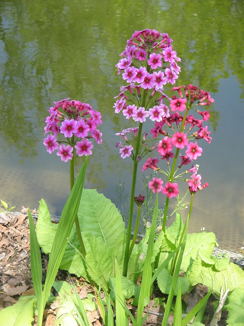 Japán kankalin / Primula japonica 'Appleblossom'