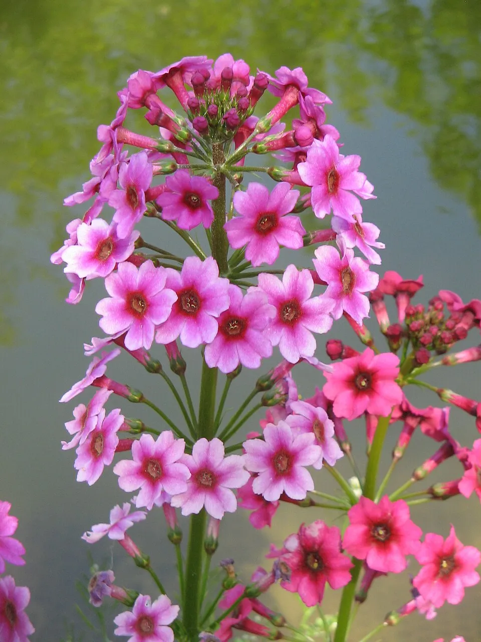 Japán kankalin / Primula japonica 'Appleblossom'