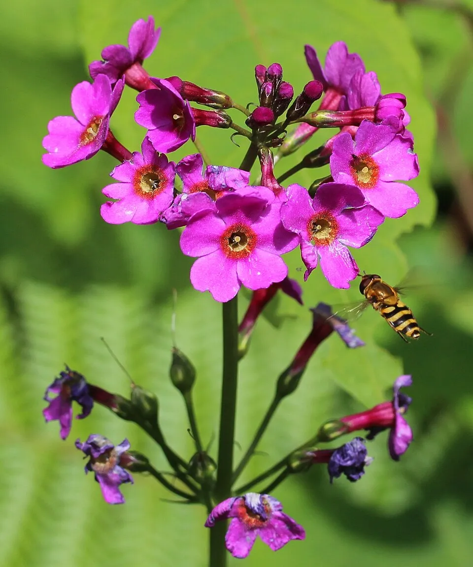 Japán kankalin / Primula japonica 'Appleblossom'