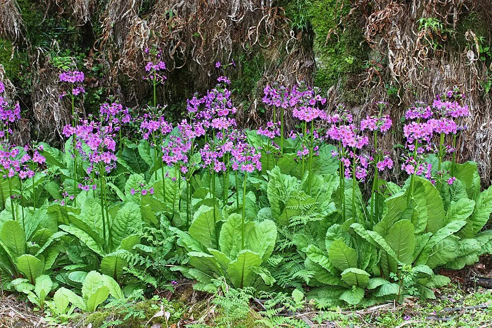 Japán kankalin / Primula japonica 'Appleblossom'