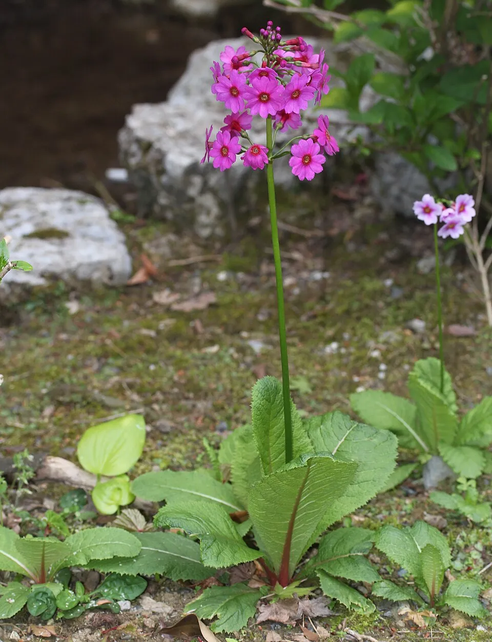 Japán kankalin / Primula japonica 'Appleblossom'