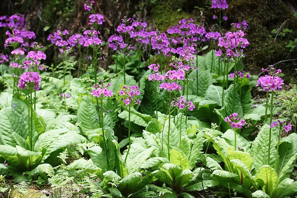 Japán kankalin / Primula japonica 'Appleblossom'